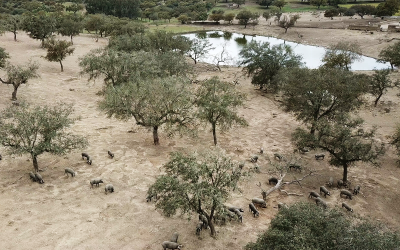 Descubre la Sierra de Aracena en Autocaravana: Un Viaje por la Naturaleza y el Jamón Ibérico